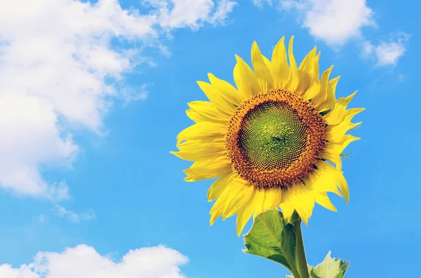 Krajobraz słonecznika z pochmurnego nieba niebieski — Zdjęcie stockowe