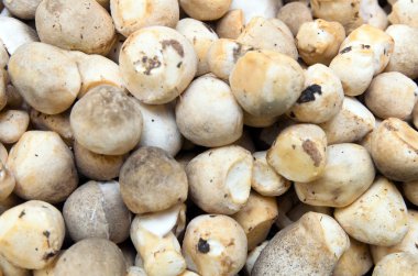 arka plan olarak saman mantar kullanımı