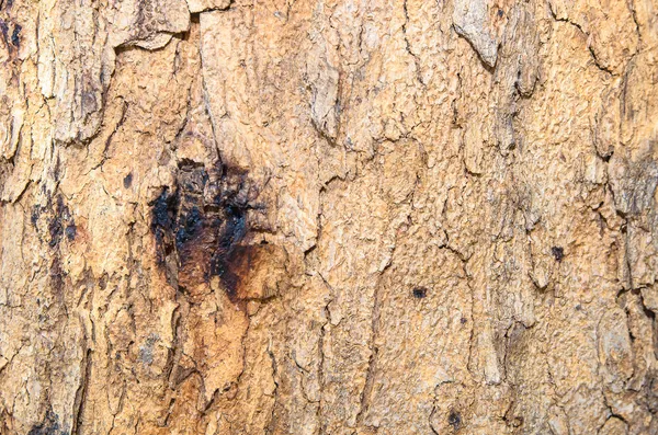 Corteza de olmo. tronco del árbol, sin costuras Tileable fondo Textura —  Fotos de Stock