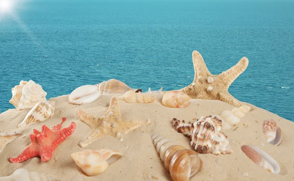 Estrella de mar y conchas marinas en la playa de arena — Foto de Stock