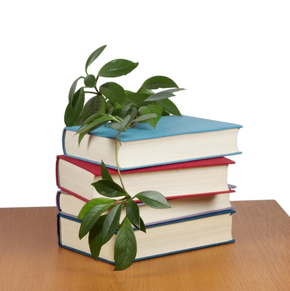 A stack of books with a curling flower — Stock Photo, Image