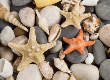 farklı kabukları ile arka plan