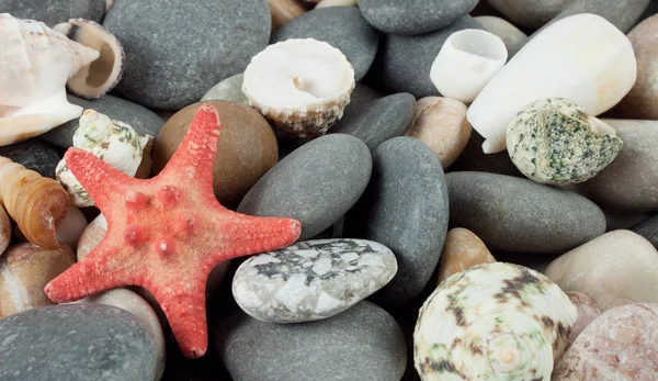 Background with a red starfish — Stock Photo, Image