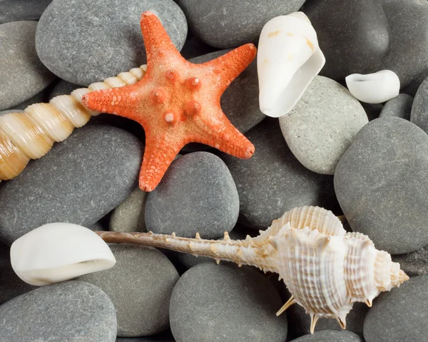 Background to marine mollusks and the star — Stock Photo, Image