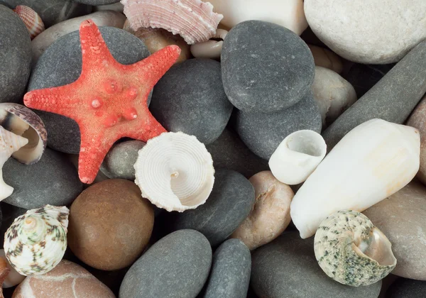 Background with seashells and starfish — Stock Photo, Image