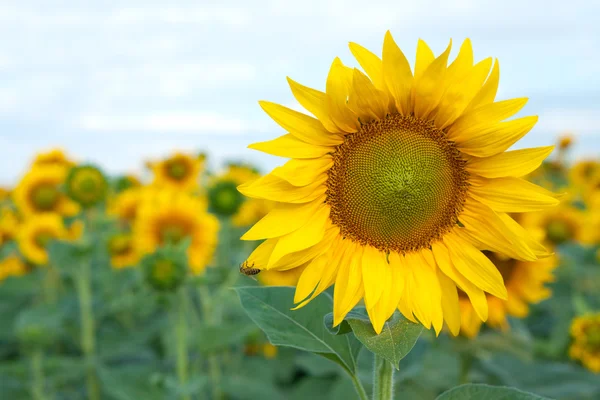 Blühende gelbe Sonnenblume mit einer Biene — Stockfoto