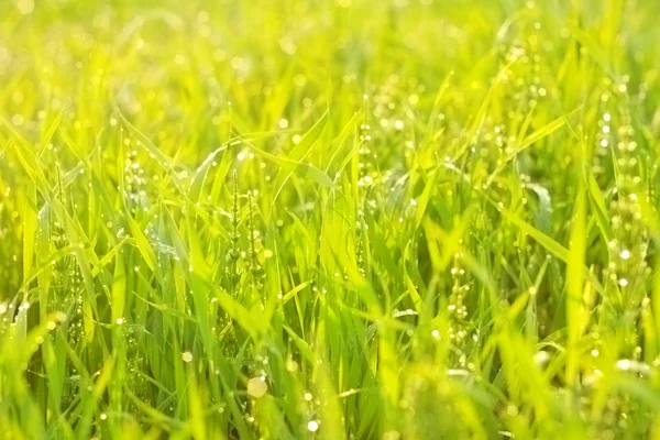 Verde brillante hierba deliciosa con gotas — Foto de Stock