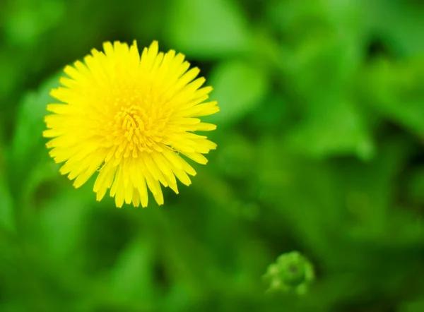 Diente de león amarillo brillante —  Fotos de Stock