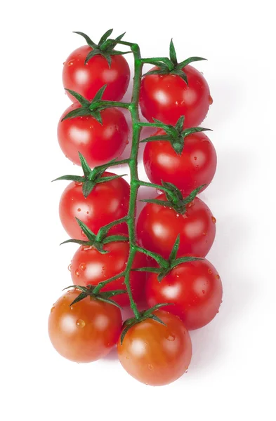 Kiraz domates yeşil dal — Stok fotoğraf
