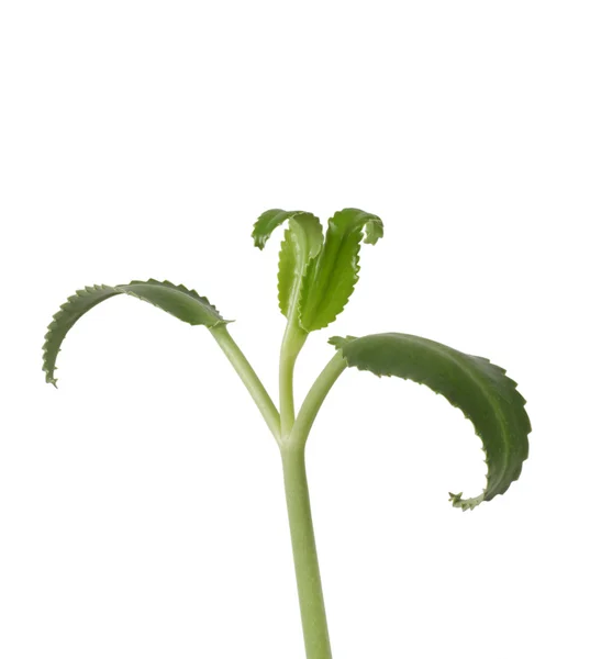 Kalanchoe — Stock Photo, Image