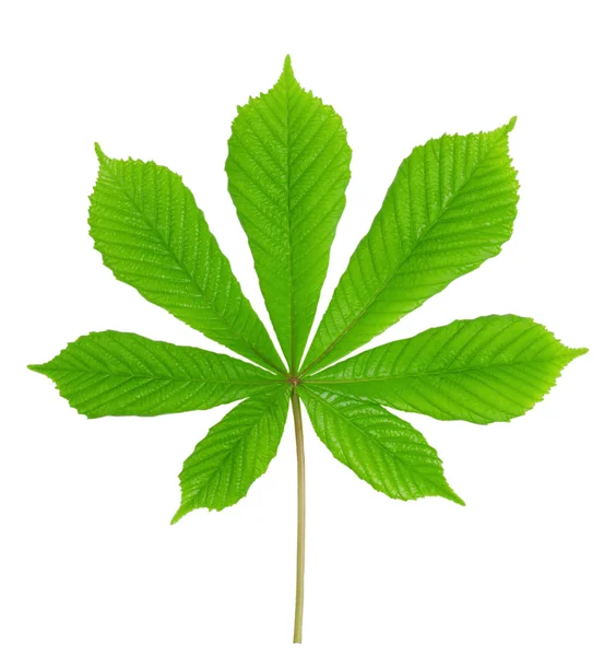 Green leaf chestnut — Stock Photo, Image