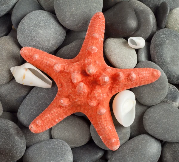 Orange sea star — Stock Photo, Image