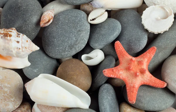 Estrella de mar con conchas — Foto de Stock