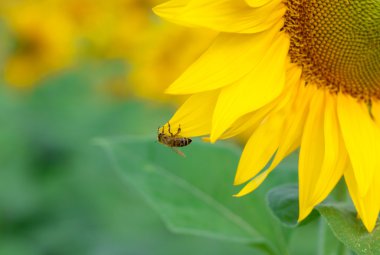 Arı ile sarı ayçiçeği