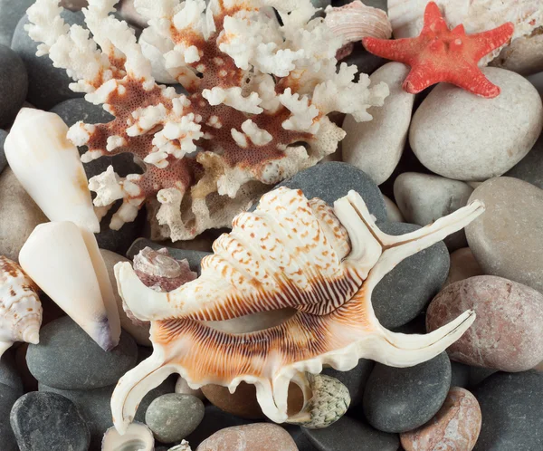 The background of sea shells — Stock Photo, Image