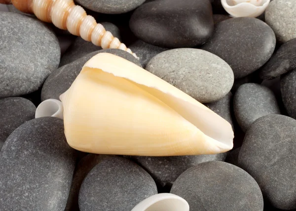 The yellow seashell — Stock Photo, Image