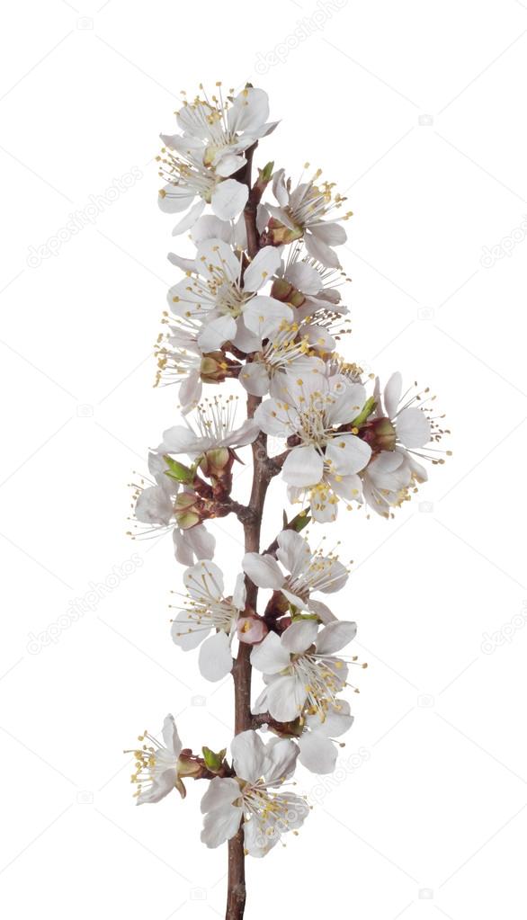 The branch of apricot with blossoming flowers