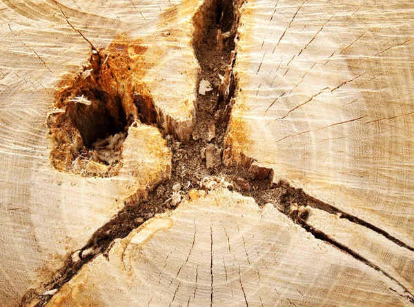 Taglio di un albero — Foto Stock
