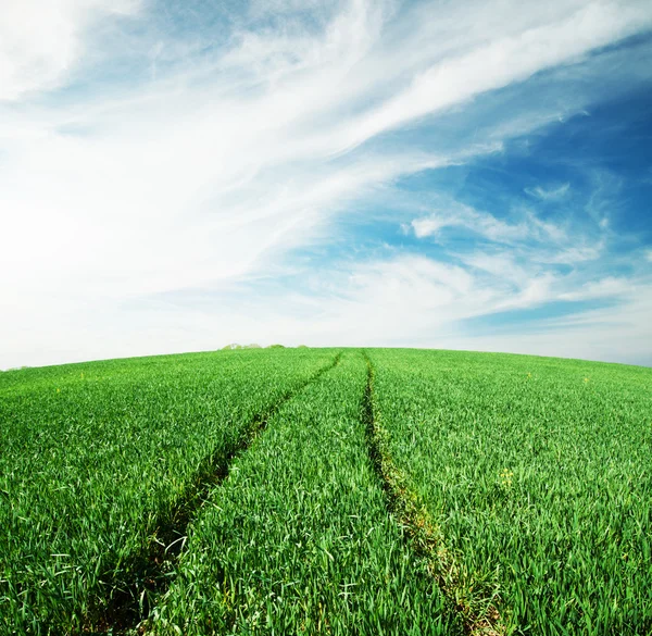 Weg in groene veld — Stockfoto