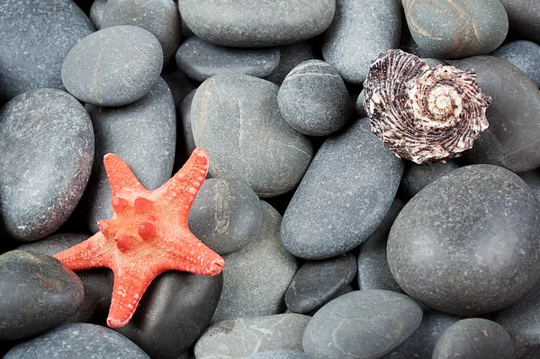 Background of pebbles with starfish — Stock Photo, Image