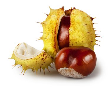 Olgun kestane açıldı