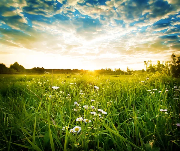 Green meadow with white daisies — Stock Photo, Image