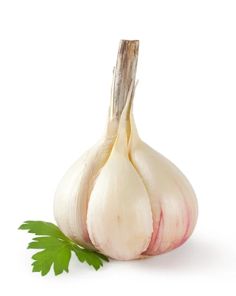 Head of garlic with parsley leaf — Stock Photo, Image
