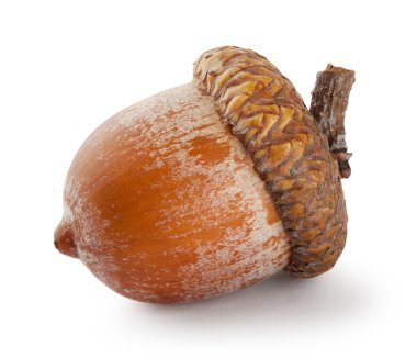 Olgun kahverengi palamut