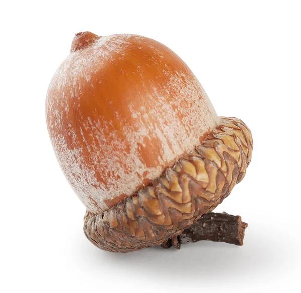 Bruin acorn — Stockfoto