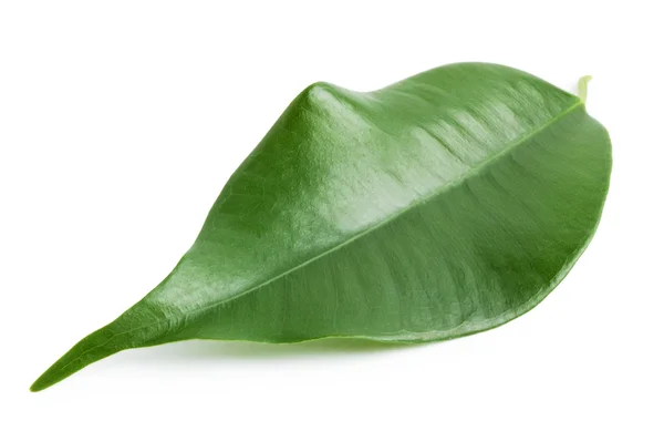 Green shiny orange leaf — Stock Photo, Image