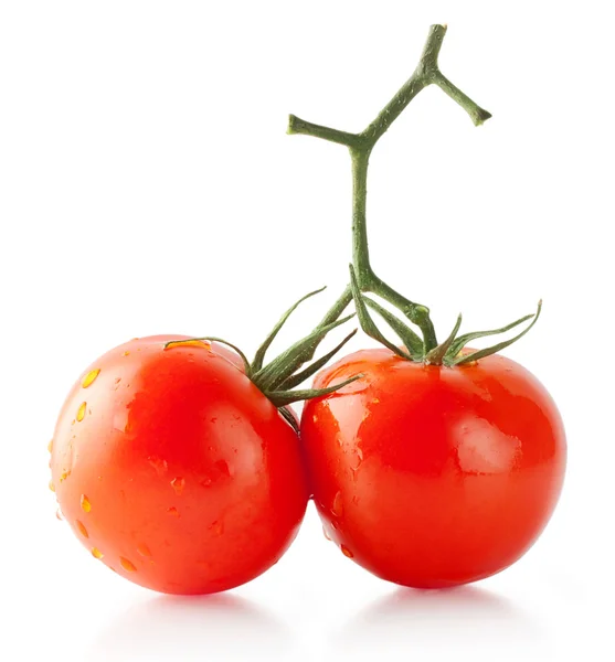 Два червоних помідори на ручці — стокове фото