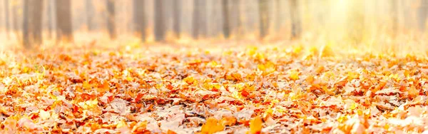 Beautiful autumn leaves on ground in park — Stock Photo, Image