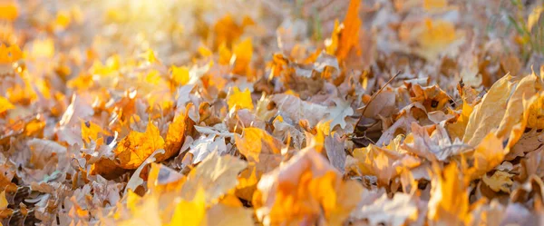 Fond naturel de feuilles d'automne sèches — Photo