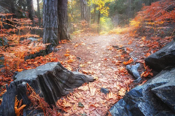 Sentiero tra moncone nero e pietre nella foresta autunnale — Foto Stock
