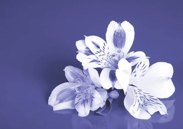 Alstroemeria-Blüten auf festem Hintergrund in Trendfarbe Sehr Peri — Stockfoto