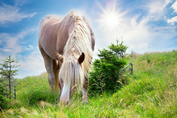 Cavalo bege com uma crina branca em um pasto de montanha — Fotografia de Stock