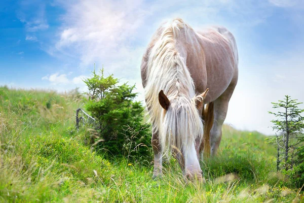 Cavalo bege com crina branca no pasto da montanha — Fotografia de Stock