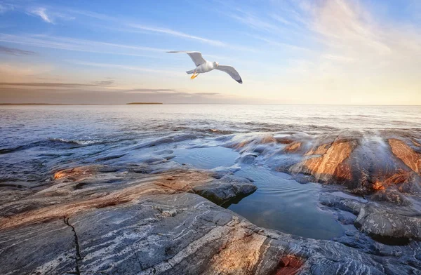 Kamenný břeh jezera a racek na obloze při západu slunce — Stock fotografie