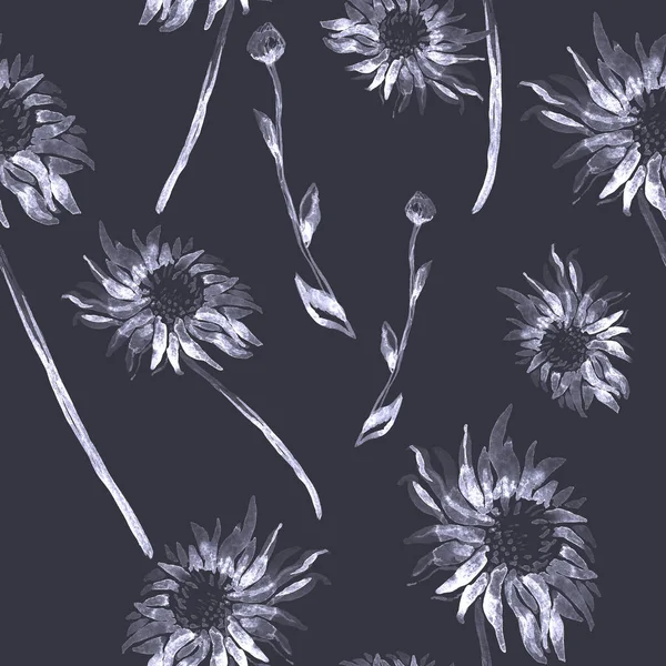 Siyah ve beyaz kasımpatı çiçekleri siyah üzerine izole edilmiş.. — Stok fotoğraf