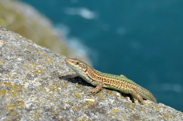 Lagarto ibérico — Fotografia de Stock