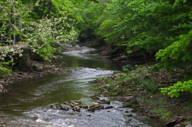 Delaware Nehri'nin kollarından