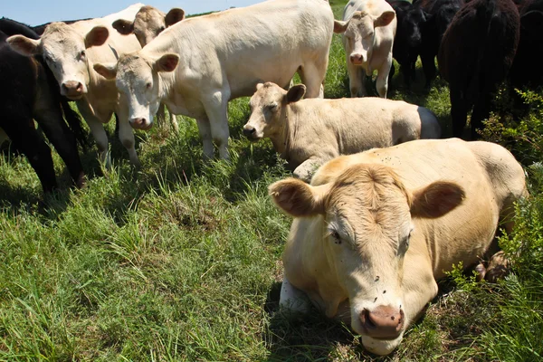 Bovines Recumbant — Stock Photo, Image