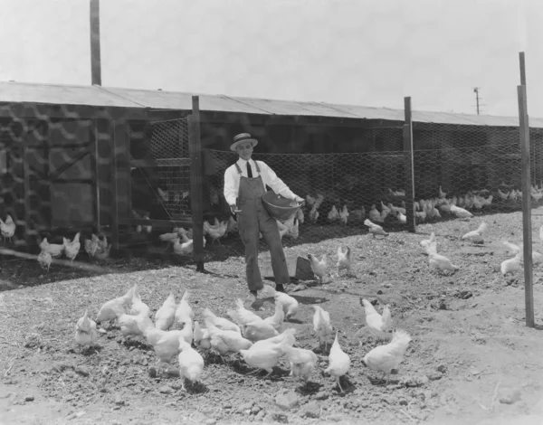 Hora de comer en el gallinero —  Fotos de Stock