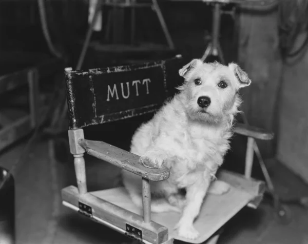 Hundestern — Stockbild Hundestern — Stockfoto