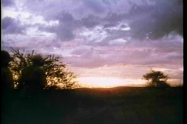 Dikiz at sunrise safari