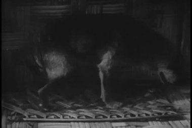 köpek, maymun ve papağan getting yatmaya hazır