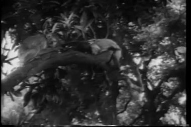 Afrika vahşi hayvanlar montaj