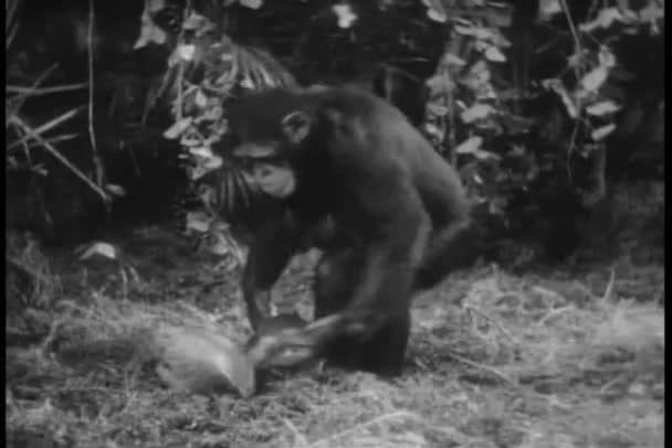 Μαϊμού παίζει με καρύδες — Αρχείο Βίντεο