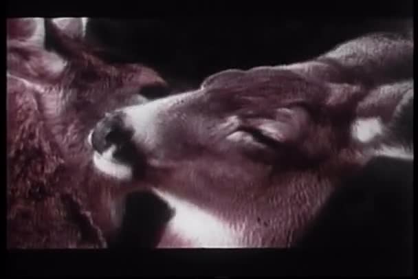 愛情のこもった鹿カップルのクローズ アップ — ストック動画