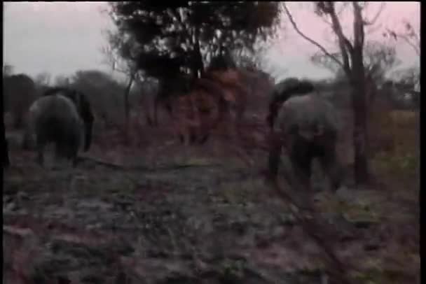 View from moving car of elephants in Africa — Stock Video